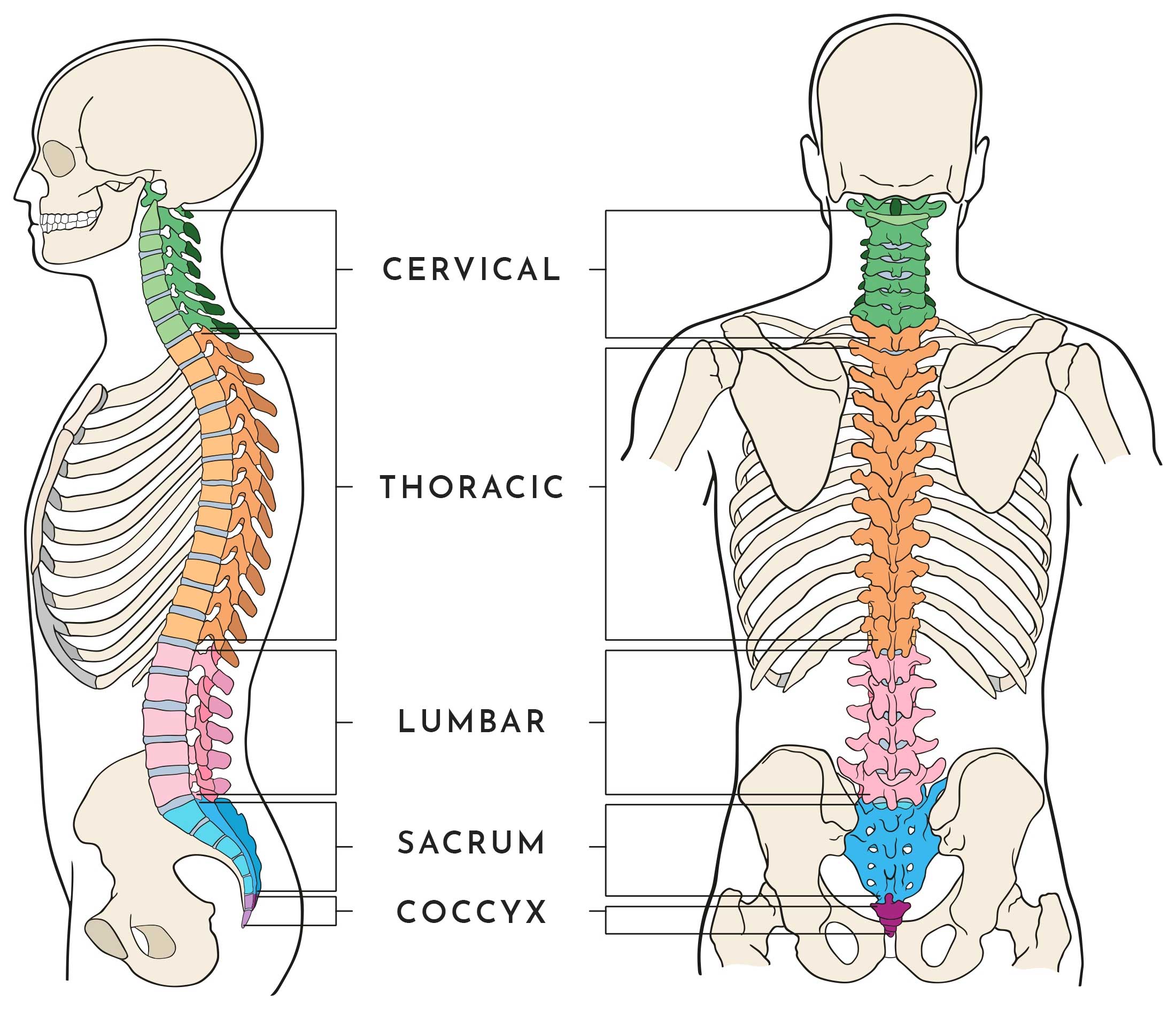 The Vertebral Column Regions Bones Ligaments Study Co - vrogue.co